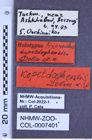 Etiketten zu Hypnoidus kopetdaghensis (Dolin, 1998) (NHMW-ZOO-COL-0007401)